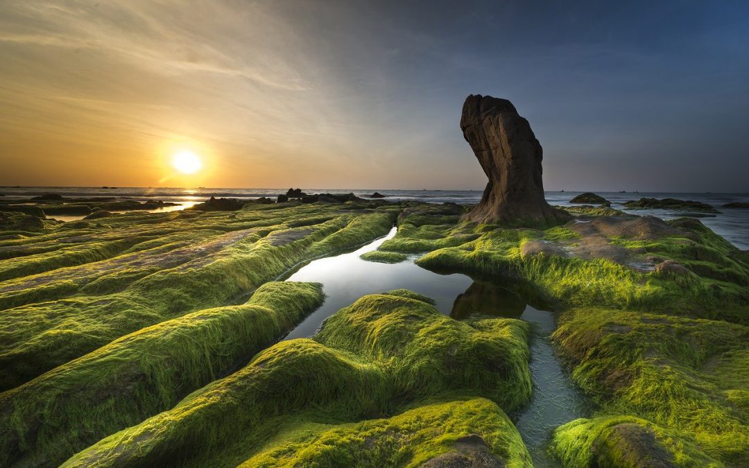 kustlijn met stenen begroeid met algen